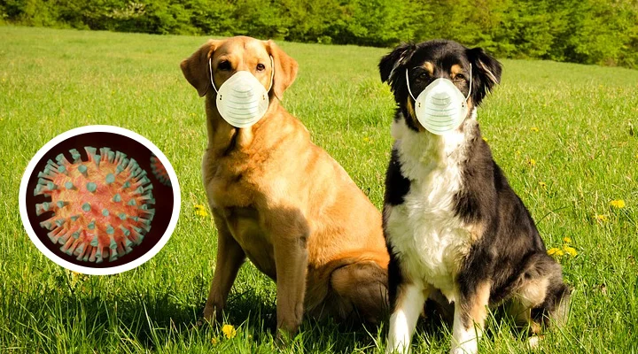 ¡Todos protegidos! Rusia presenta primera vacuna anticovid para animales
