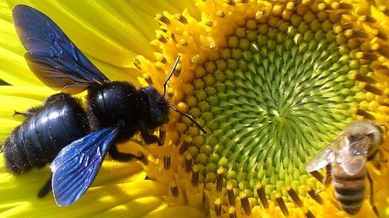 FOTOS: Reaparece la extraña abeja azul tras haberse extinguido por cuatro años