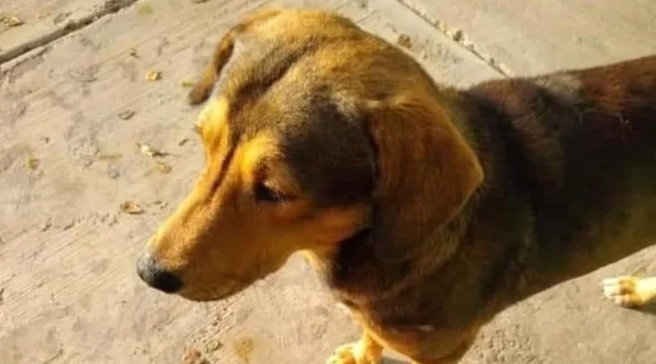 #JusticiaParaRodolfo: asesinan a perrito a machetazos en Los Mochis, Sinaloa