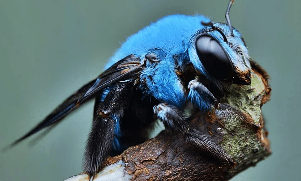 FOTOS: Reaparece la extraña abeja azul tras haberse extinguido por cuatro años