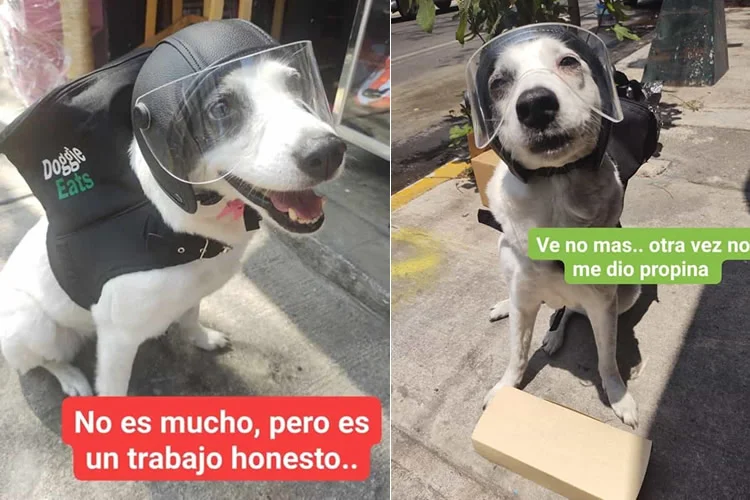 Any: la perrita que reparte comida en Doggie Eats para ayudar a refugio de lomitos
