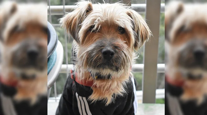 "¿Quién me va a querer así?": la carta para adoptar a Bruno que conmueve las redes