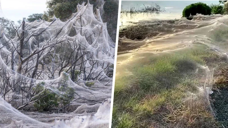 Así luce Australia cubierta de enormes telarañas (FOTOS)