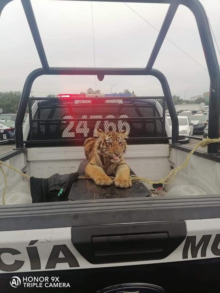 Aseguran a tigre de Bengala que deambulaba por calles de Edomex