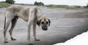 Veracruz aprueba reforma constitucional que castiga el maltrato animal