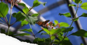 Mariposario de Veracruz afectado por vandalismo