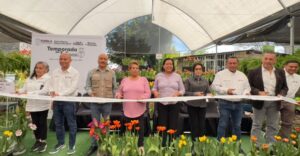 Inicia venta de tulipanes en Atlixco ¡Lánzate por los tuyos!