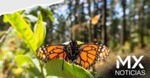 Mariposas Monarca Inician su migración hacia el Norte