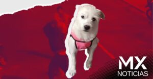 Sujeto asesina brutalmente a perrita en Perú