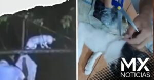 Atrapan a ‘narcomichi’ traficando droga en prisión (VIDEO)