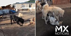 Perro se vuelve viral por detener pelea con su presencia (VIDEO)