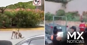 Colocan trampas para atrapar a puma que cazó a gato en Monterrey