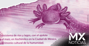 El del “ajolotito”: mexicanos guardan más de 12 millones de pesos en billetes de 50 pesos
