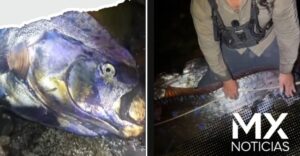Aparecen 2 peces remo en Baja California Sur; temen por sismos (VIDEO)