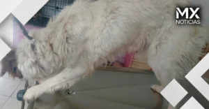 Rescatan a perrita atrapada entre dos bardas en Tláhuac; veterinarios detectan desnutrición