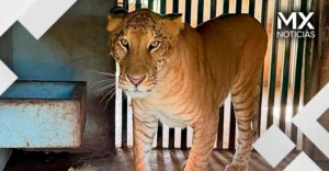 El ligre hallado en Tamaulipas: un híbrido que no existe en la naturaleza