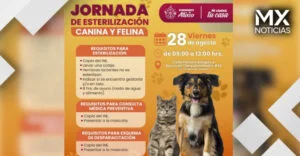 Atlixco impulsa concientización animal con jornadas continuas de esterilización