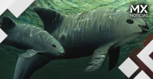 EU y Canadá culpan a México por la inminente extinción de la vaquita marina