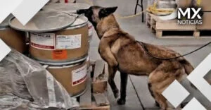 Binomio canino del AICM detecta 245 kilogramos de metanfetaminas