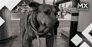 ‘Solovino’, el perro adoptado por gasolinera de Toluca, muere atropellado