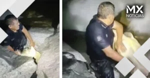 VIDEO | Policías estatales de Baja California Sur rescatan a tortuga