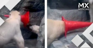 VIDEO | Captan a tierno oso polar jugando con un cono; su mamá lo regaña