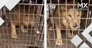 VIDEO | Encuentran a león en una casa abandonada en Tamaulipas