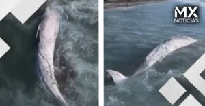 VIDEO | Encuentran ballena de 12 metros de largo en playa de Tijuana