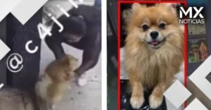 VIDEO | Exhiben a mujer robando a un pomerania; lo regresa días después tras viralizarse