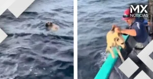 VIDEO | Pescadores rescatan a lomito que estaba a la deriva en altamar