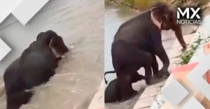 ¡Se aferran a la vida! Elefantes son arrastrados por inundaciones de Nepal hasta una presa en la India