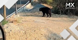 Captan a oso deambulando por una colonia al sur de Monterrey