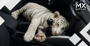Detienen en Iztapalapa a hombre que transportaba cachorro de tigre de bengala blanco
