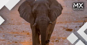 Le pusieron un GPS a un elefante para ver a dónde iba. Dos años después, dibujó un mapa que los humanos creíamos borrado