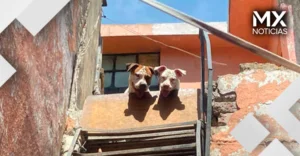 Hombre dispara a perrito de raza pitbull en Tecámac; vecinos y usuarios exigen su detención