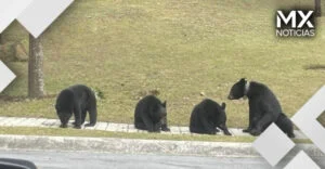 Aumentan avistamientos de osos en NL; autoridades piden no acercarse