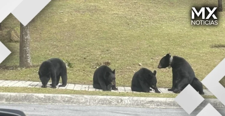 Aumentan avistamientos de osos en NL; autoridades piden no acercarse
