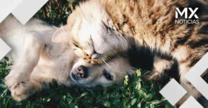 Senado aprueba nueva Ley de Bienestar Animal