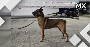 Binomio canino detectó 249 kilos de cocaína y fentanilo en la garita de Otay, Tijuana