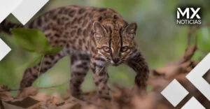 Hallan nueva especie de gato silvestre más pequeño que uno doméstico