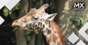 Murió ‘Fortunata’, jirafa emblemática de Chapultepec, CDMX