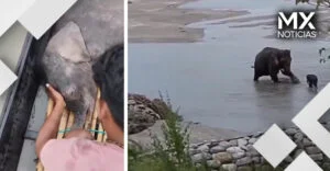 VIDEO | Pescadores de la India rescatan a cría de elefante en un río