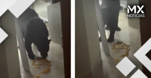 VIDEO | Oso irrumpe en una casa de Nuevo León… ¡para comer tamales!