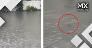 VIDEO | Captan supuesto tiburón durante inundaciones en Nueva Jersey