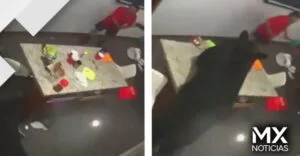 VIDEO | Oso ataca a hombre tras entrar a una casa en Nuevo León
