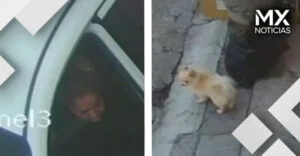 VIDEO | Roban a Timoty, un pomerania que se llevaron en un carro afuera de su casa