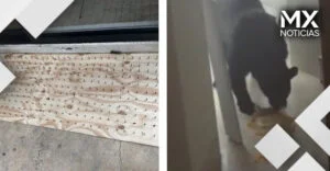 VIDEO | Trampas con clavos para ahuyentar a osos causan indignación en NL