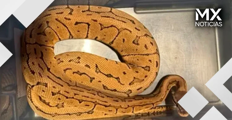 Detienen en Zapopan a hombre con serpiente en la calle; pretendía venderla
