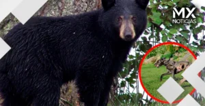 Video viral: perros enfrentan a un oso negro gigante en Montana
