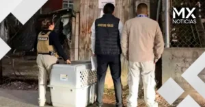 Lo encontraron solo y abandonado: rescatan a un perro durante un cateo en Morelia